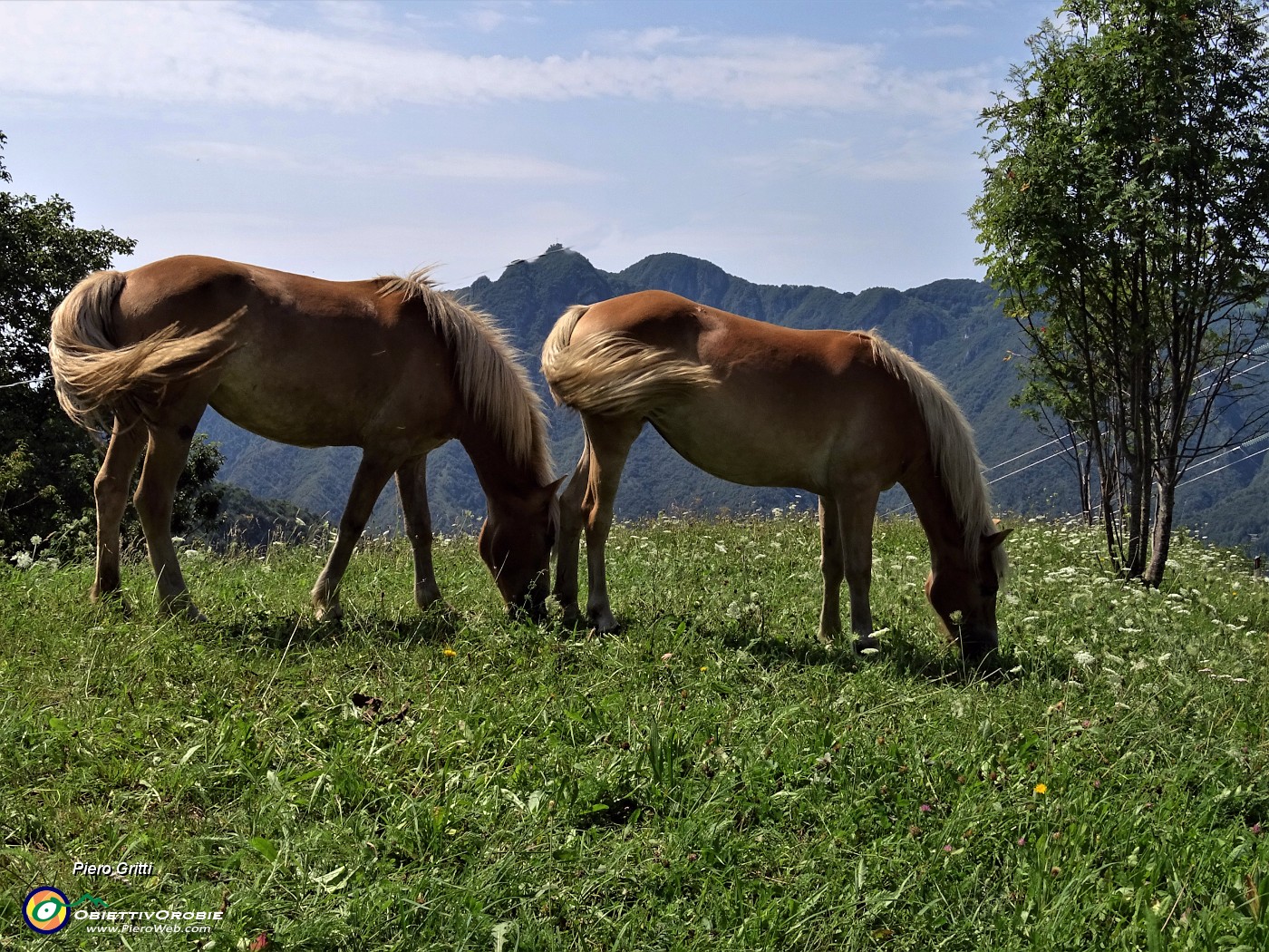 69 Splendidi cavalli a Salvarizza, punto di partenza-arrivo della bella escursione.JPG -                                